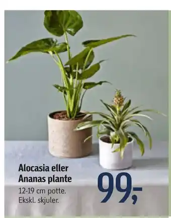 Føtex Alocasia eller Ananas plante tilbud