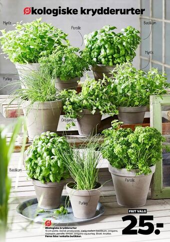 Netto Økologiske krydderurter tilbud