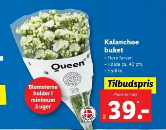 Let-Køb Kalanchoe buket tilbud