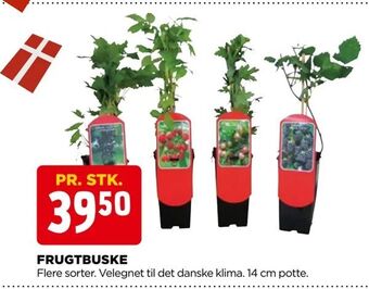 Frugtbuske