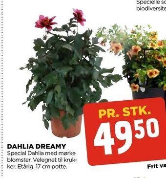 jem & fix Dahlia dreamy tilbud