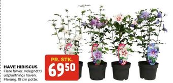 jem & fix Have hibiscus tilbud