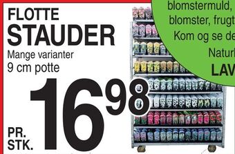 ABC Lavpris Flotte stauder tilbud