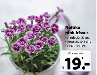 Lidl Nellike Pink Kisses tilbud