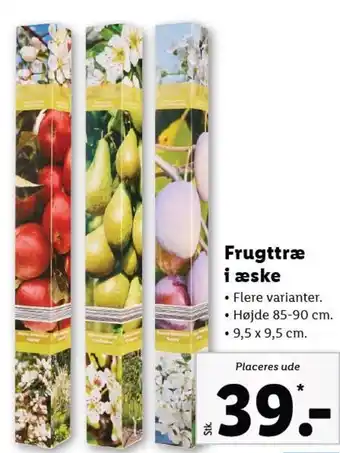 Lidl Frugttræer i æske tilbud