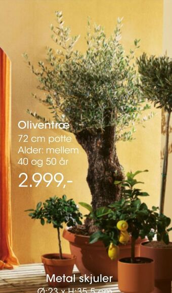 Bilka Oliventræ tilbud