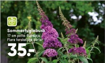 Sommerfuglebusk