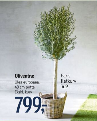 Føtex Oliventræ tilbud
