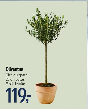 Føtex Oliventræ tilbud