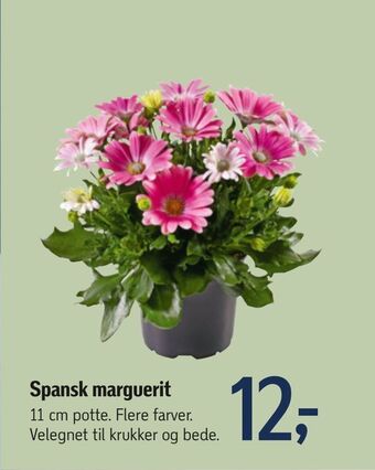 Føtex Spansk marguerit tilbud