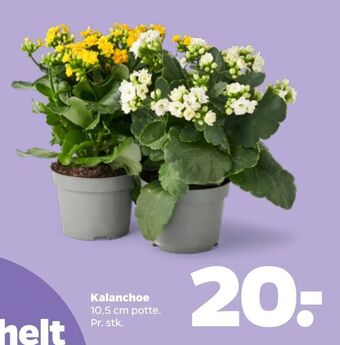 Kalanchoe