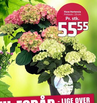 Have Hortensia