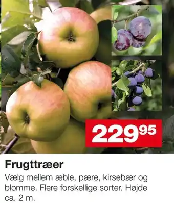 Frugttræer