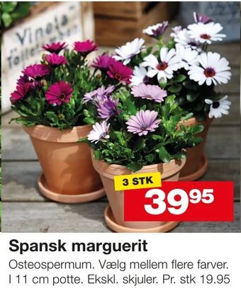 Bauhaus Spansk marguerit tilbud