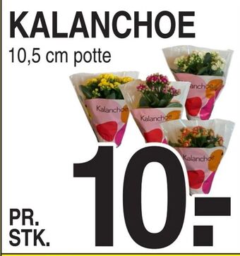 Kalanchoe