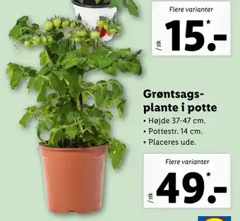 Grøntsagsplante i potte