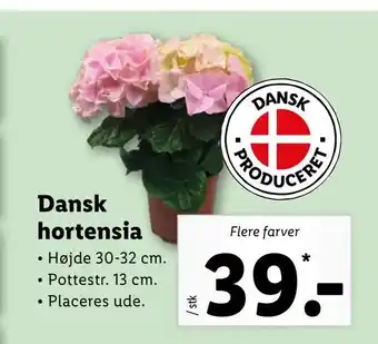 Dansk hortensia