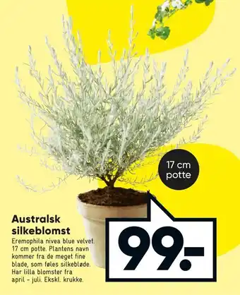 Australsk silkeblomst