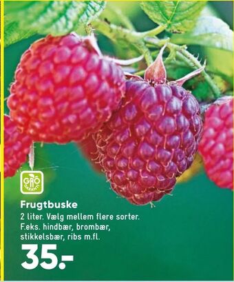 Bilka Frugtbuske tilbud