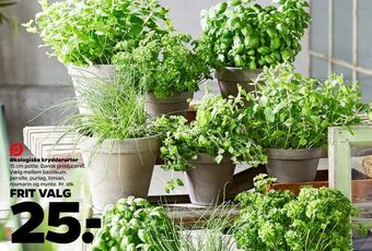Netto Økologiske krydderurter tilbud