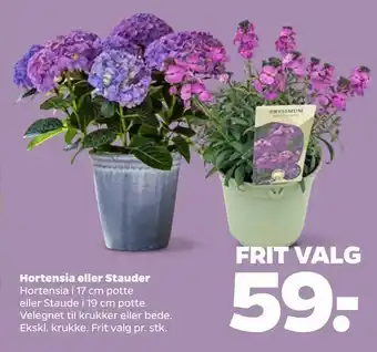 Netto Hortensia eller Stauder tilbud
