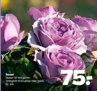 Netto Roser tilbud