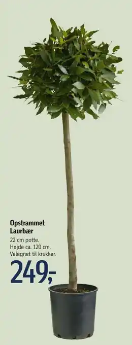 Opstrammet Laurbær