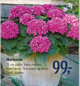 Føtex Hortensia tilbud