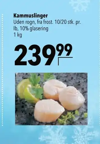 Kammuslinger