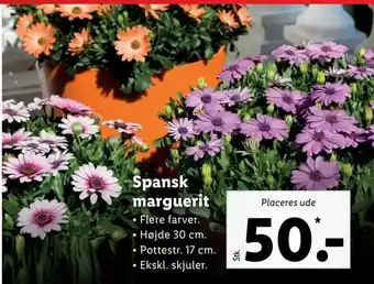 Spansk marguerit