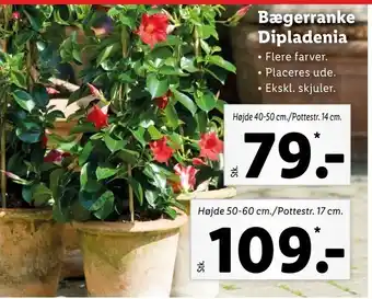 Bægerranke Dipladenia