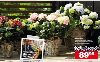 Bauhaus Hortensia tilbud