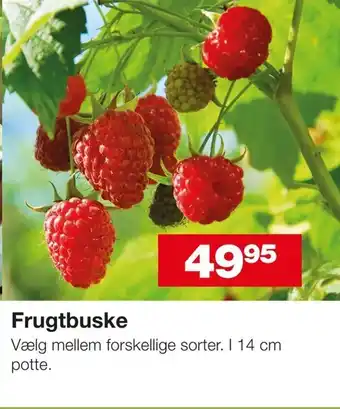 Frugtbuske