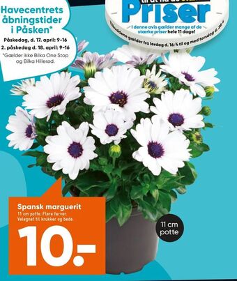 Bilka Spansk marguerit tilbud
