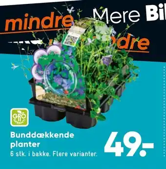 Bilka Bunddækkende planter tilbud