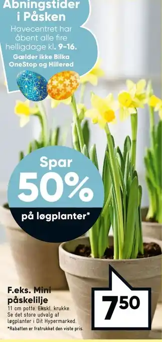 Bilka Mini påskelilje tilbud