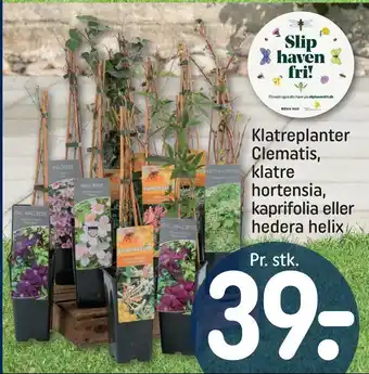 REMA 1000 Klatreplanter Clematis, klatre hortensia, kaprifolia eller hedera helix tilbud