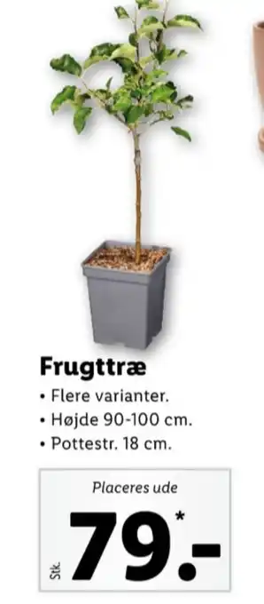 Ullerslev frugttræ