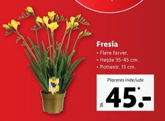 Lidl Grandiol planter tilbud