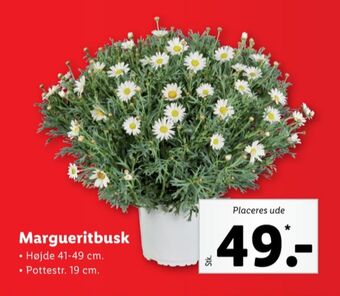 Grandiol planter