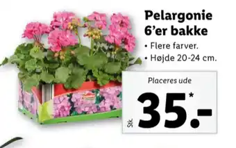 Grandiol planter