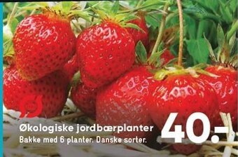Økologiske jordbærplanter