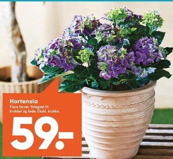 Bilka Hortensia tilbud