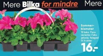 Bilka Sommerblomster tilbud