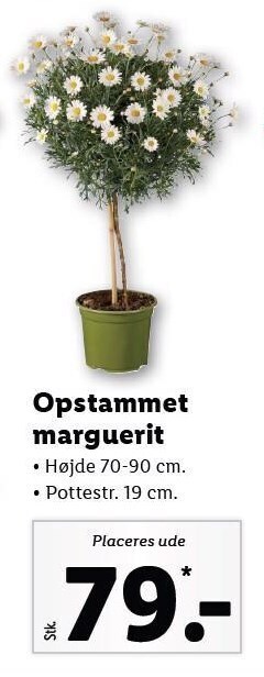 Lidl Opstammet marguerit tilbud