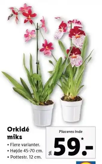 Lidl Orkidé miks tilbud