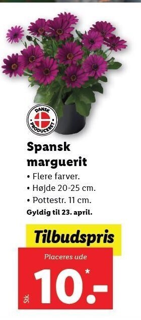 Lidl Spansk marguerit tilbud