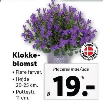 Lidl Klokkeblomst tilbud