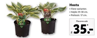Lidl Hosta tilbud