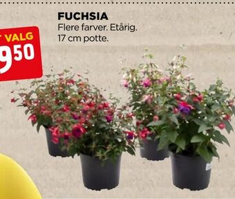 jem & fix Fuchsia tilbud